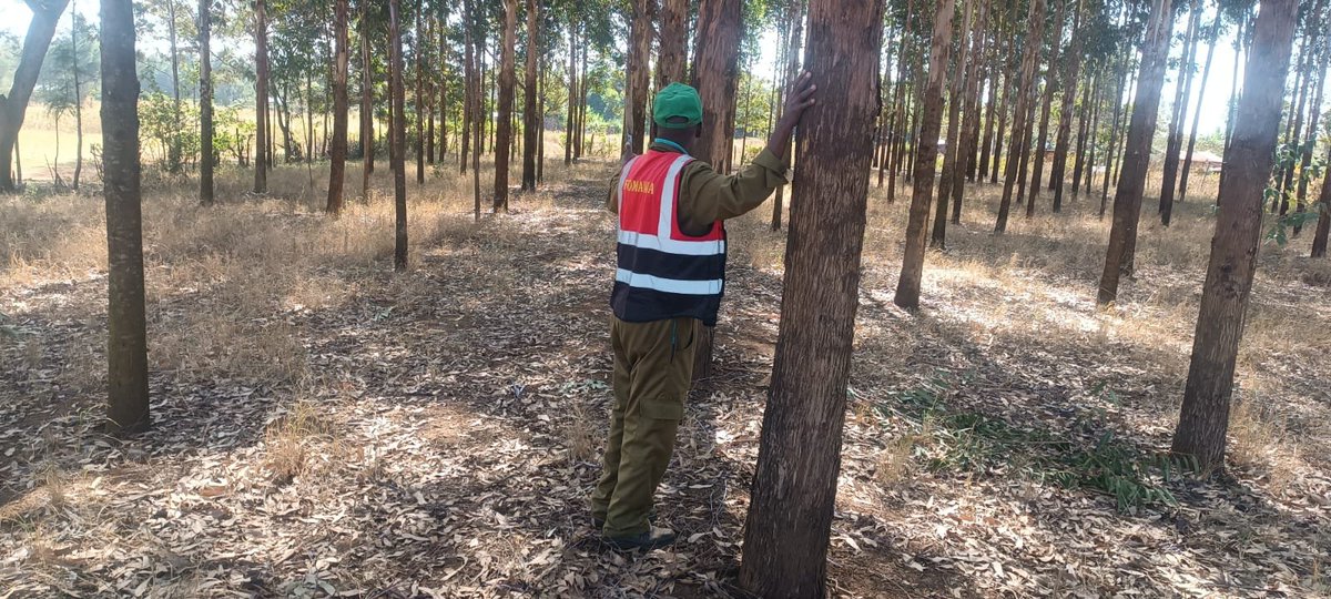 FOMAWA's tweet photo. We are encouraged by this progress and remain committed to supporting farmers in building sustainable and productive landscapes.
#TreeGrowing #FarmerEmpowerment #EnvironmentalConservation #Sustainability #fomawa https://t.co/WkgOs763ld