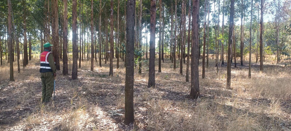 FOMAWA's tweet photo. We are encouraged by this progress and remain committed to supporting farmers in building sustainable and productive landscapes.
#TreeGrowing #FarmerEmpowerment #EnvironmentalConservation #Sustainability #fomawa https://t.co/WkgOs763ld