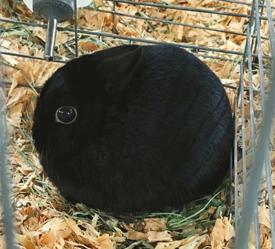 AkantoreX tweet media