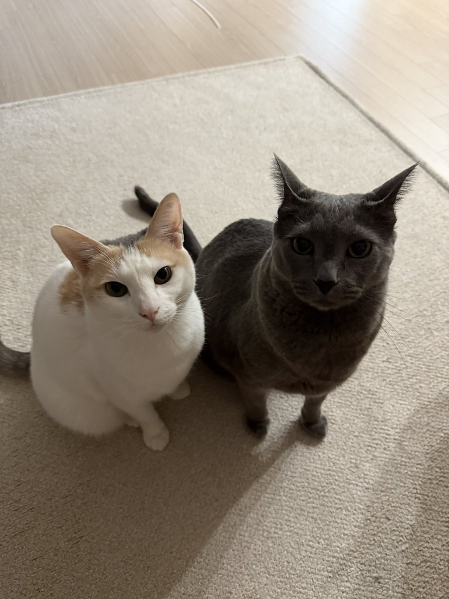 프리라떼주인 tweet media