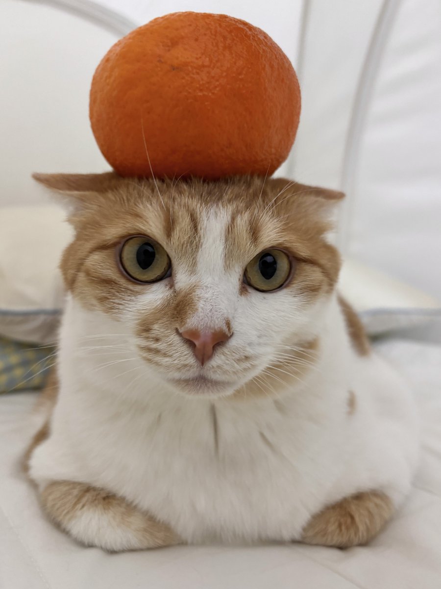 우동과 고명즈 tweet media