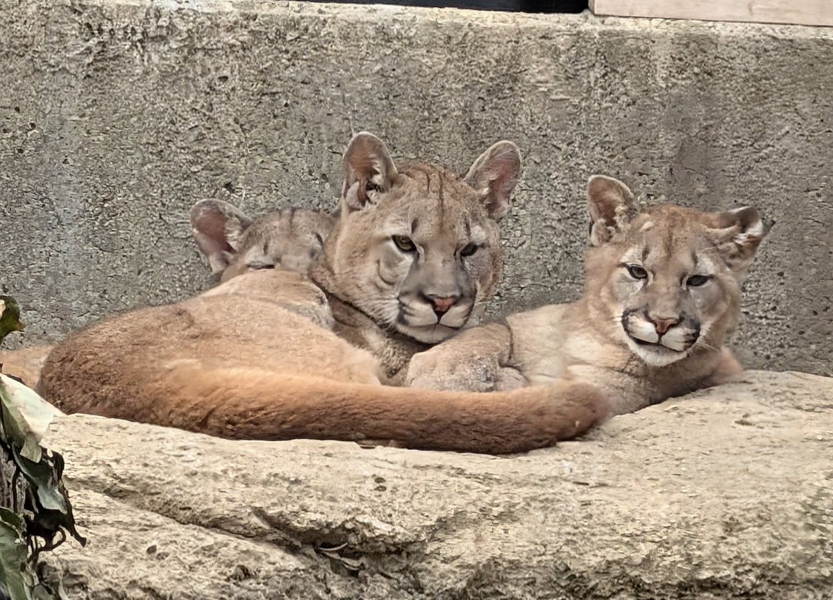 lucifer (@lucifercats2) / Posts / X