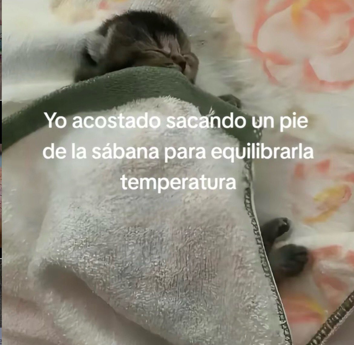 Mundo de Bigotes tweet media