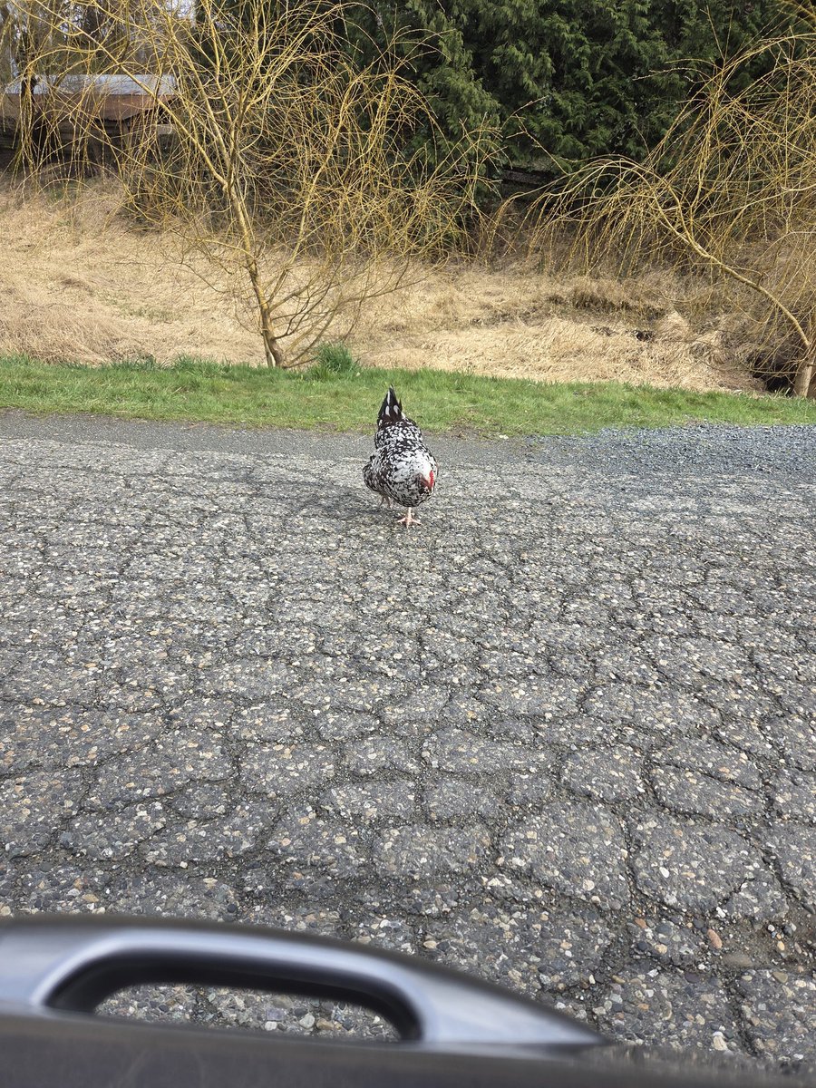 Good thing I didn't have my car door open! because the chicken crossed the road.
