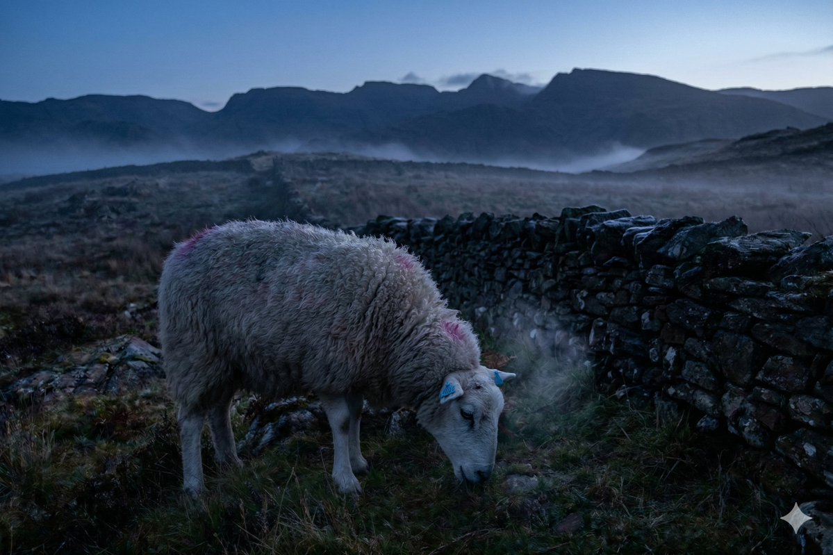 The fell at 5am.

March. Dark still. The stars are out over the eastern ridge. The temperature is two degrees. The frost has taken the short grass and made it stand.

Doris is already up.

Doris is already grazing.

Nobody asked her to graze at 5am.
Nobody is watching her graze