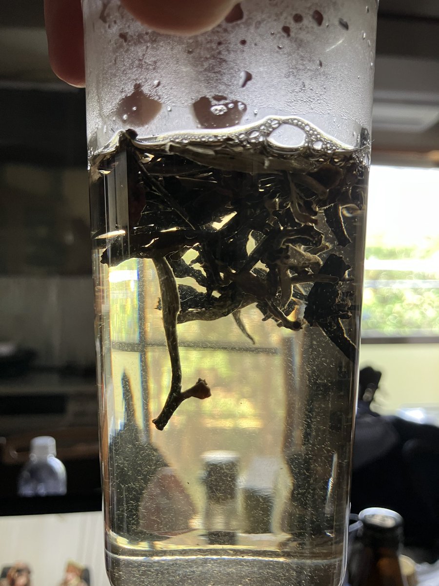 tomoakishibata2's tweet photo. 新しく購入した中国茶ひとつめ、雲南省の白茶「月光白」。以前飲んだ白豪銀針はピュアでフレッシュという感じだったが、こちらはドライフルーツや蜂蜜のような香りがし、甘みもさることながらややまったりとした旨味を感じられ、かなり気に入った。なんだか温泉の香りを思い出すような...。 https://t.co/Szeo6DJONF