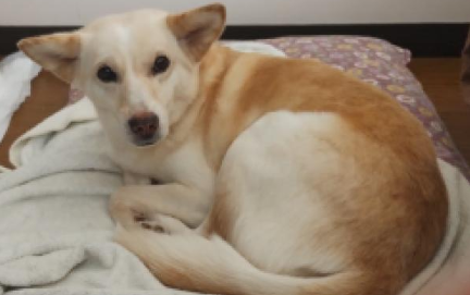 福島県  #南相馬市  南相馬市原町区  コメリ原町店  付近3/3逸走
#茶白の中型犬 ♀️ ソラちゃん  赤い首輪  ピンク色のハーネス
#迷子犬  #迷い犬  原町高校  夜の森公園  相馬市  双葉郡
⬇️情報お届け下さい🙏目撃されたら110番で保護依頼を🙇‍♀️
maigo-pet.net/dog/detail.php…