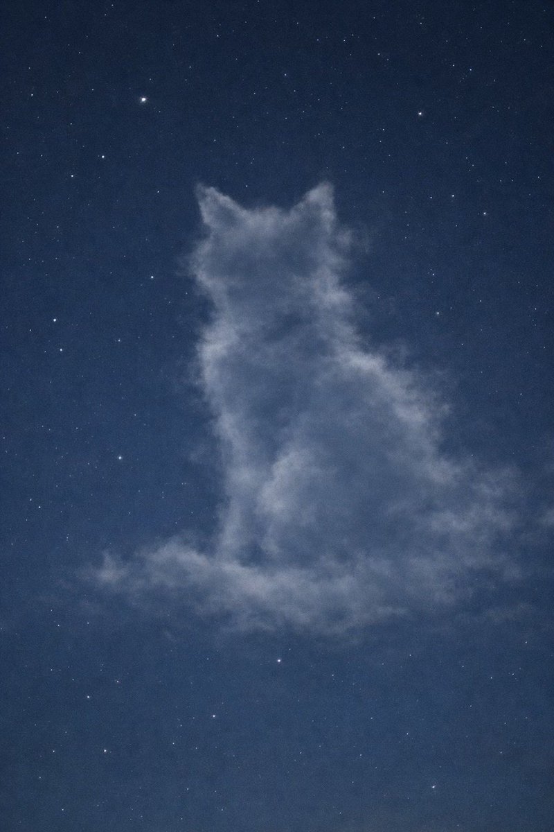 nekocomplete's tweet photo. No.004|雲猫

生息地：
風の穏やかな空

生態：
・ふとした空の気まぐれで生成される
・ほどよく晴れている時によく観測される
・夜になると空に溶けて消える

※長くても数分しか姿を保たない。

#まぼろし猫図鑑 https://t.co/dkgkAotJpm
