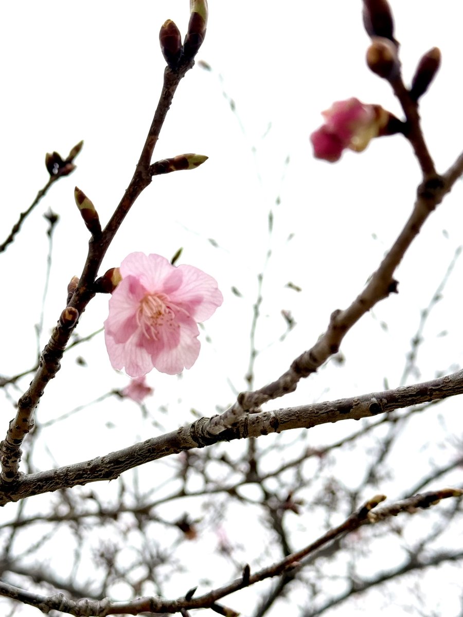 肌寒いけど春を感じますねぇ🌸