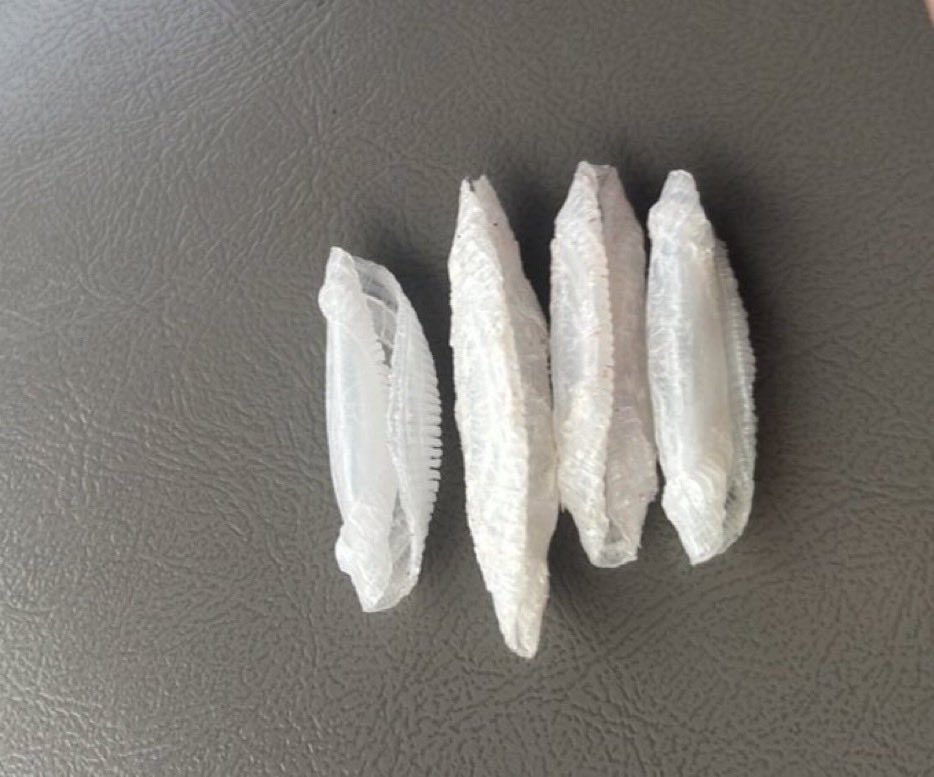 DUI REBEL tweet media