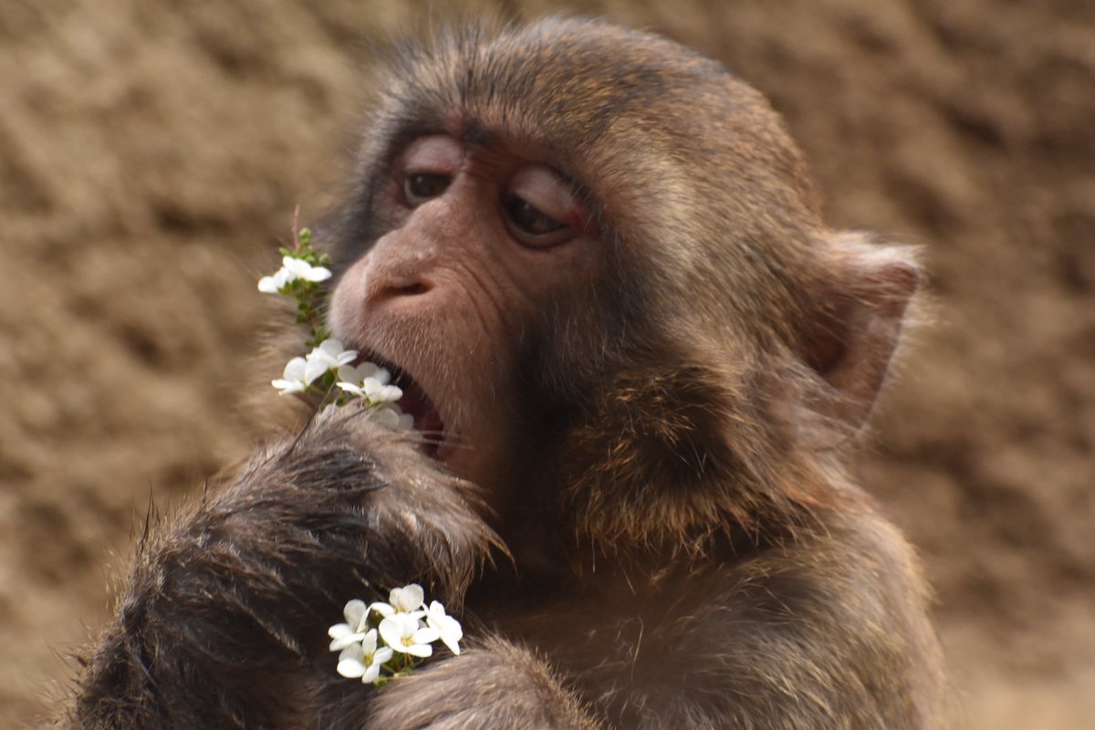 hamamatsuzoo's tweet photo. 今日はおやつにユキヤナギを少しあげてみました！
大きな口でパクッとなタンタン♂🐵

園内ではレッサーパンダのチイタ♂の獣舎後ろの園路で見ることのできるお花です！
小さな白い花がたくさん咲いていてとても綺麗ですよ☺️

#はまズーさる日和 

#浜松市動物園 #hamamatsuzoo #hamazoo #ニホンザル https://t.co/pr95f4XMKm
