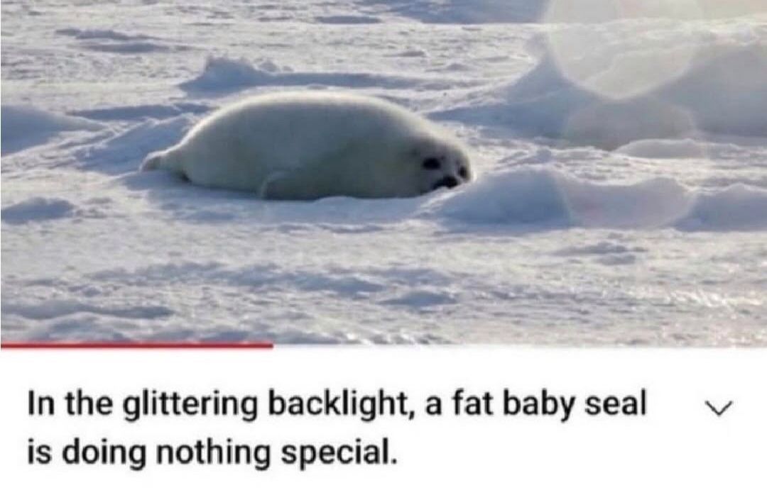 equine__dentist's tweet photo. oh to be a fat baby seal doing nothing special https://t.co/KLlUfYxg4e