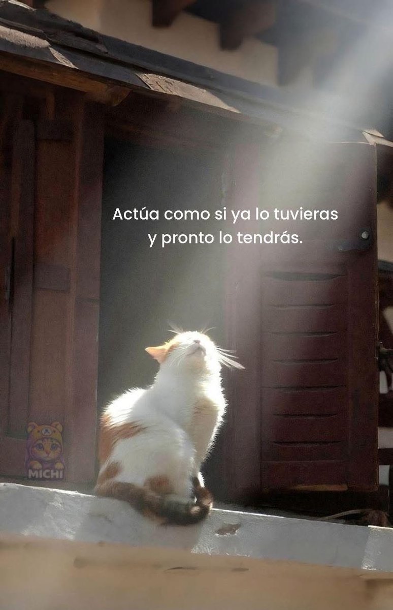 Dilo con gatitoz tweet media