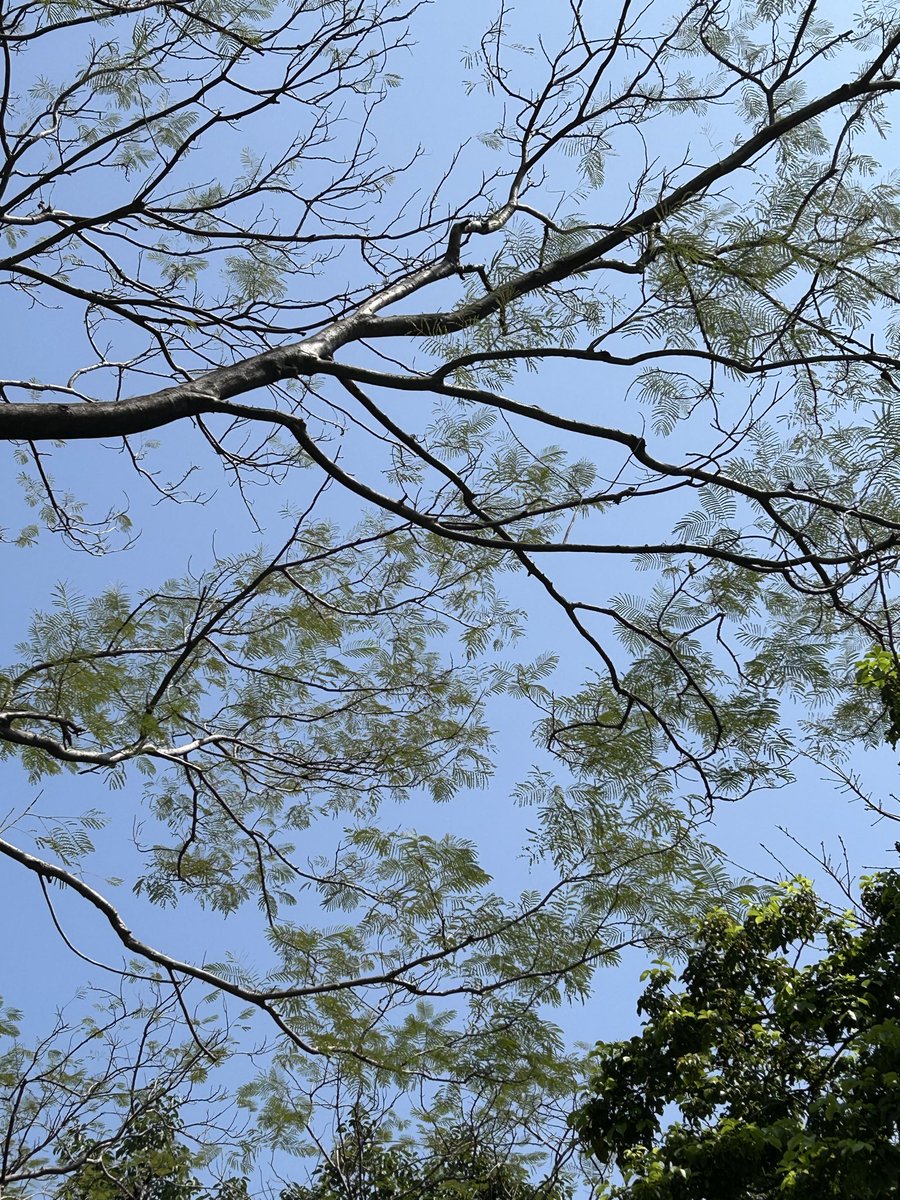 天气不错🍃