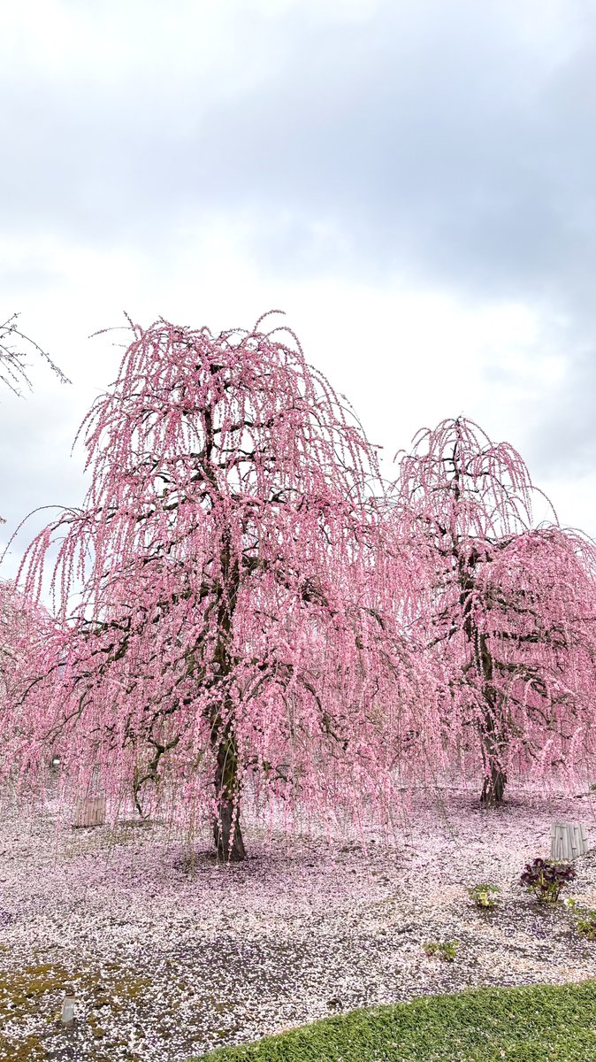 本日の様子です。 花びらが地面に落ち、一面がピンクの絨毯のような