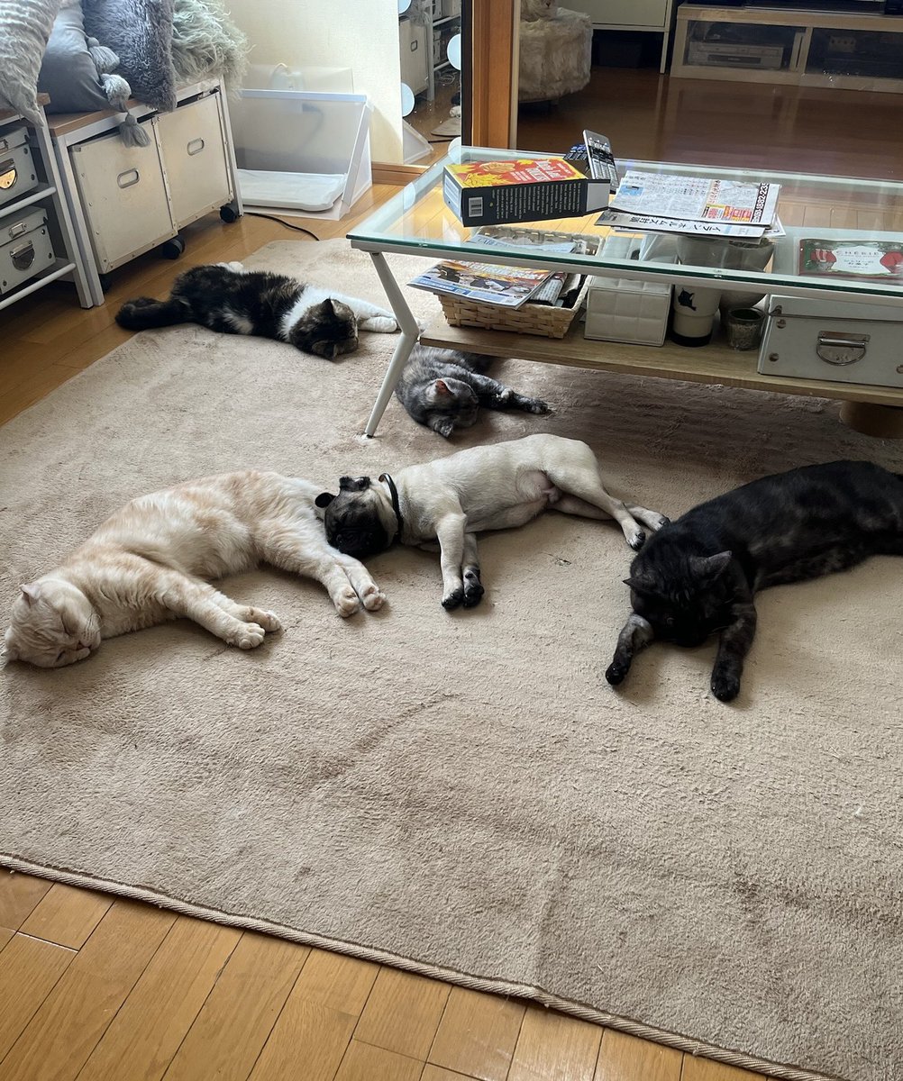 いつもは動画なんですけど…  誰も動かなかったので写真でいいやん！ って事になりました(笑)

……マルちゃん パッと見た感じ猫に見えるな

#猫 #パグ