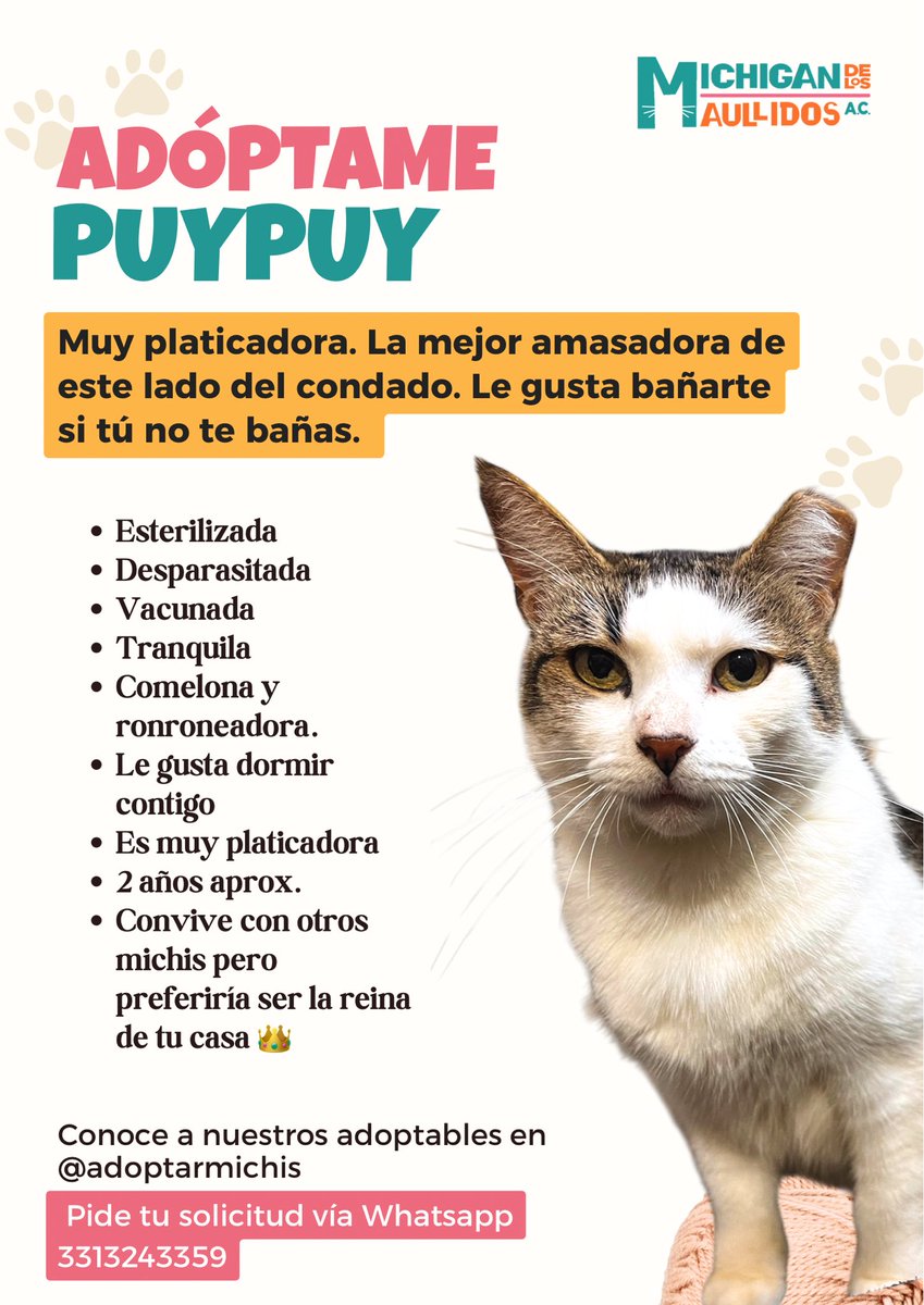 NekoTatt00's tweet photo. Adopten a mis gordos 🥺
Entre más crezcan menos los van a querer 😭

📍 GDL pero podemos viajar. https://t.co/NMqHM2fdtX
