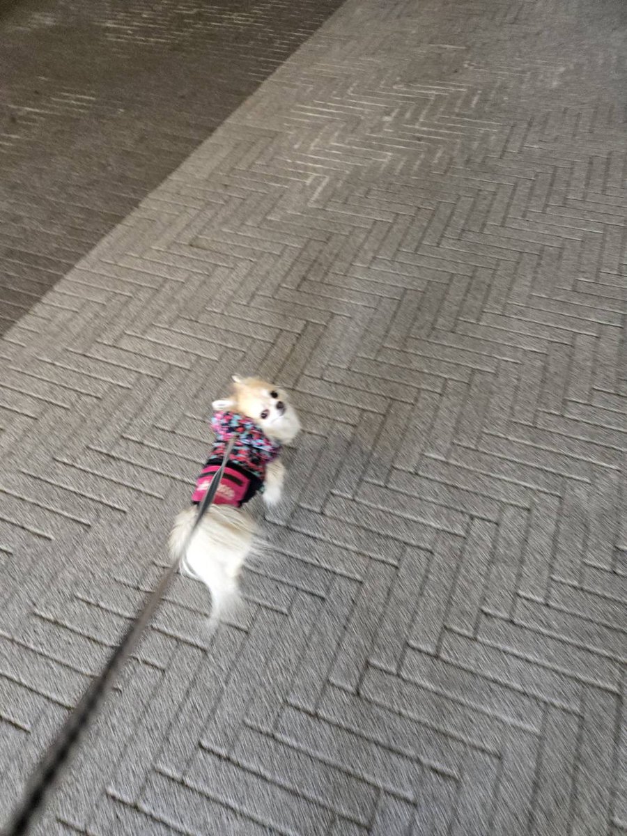 おはようございます モコとした 白と薄灰色の混ざる布団が敷かれており