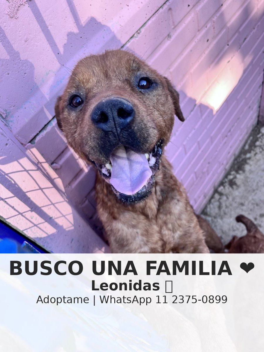 A Leonidas lo rescatamos cuando un sinvergüenza lo quemo con agua hirviendo, el es un perro macho tamaño grande se lleva bien con otros perros. Ya está recuperado y necesita una familia que lo ame para siempre 
Whats app : 1123750899