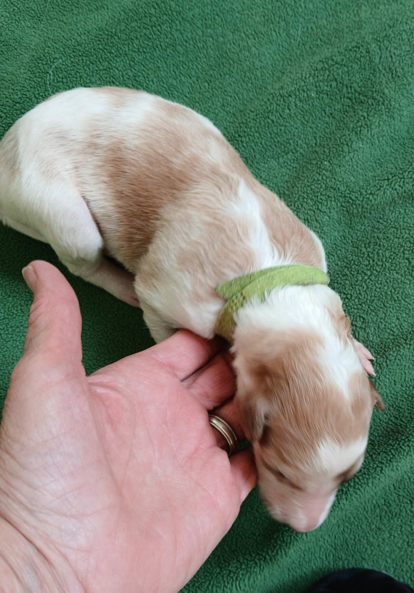 Benjamin Allbright tweet media