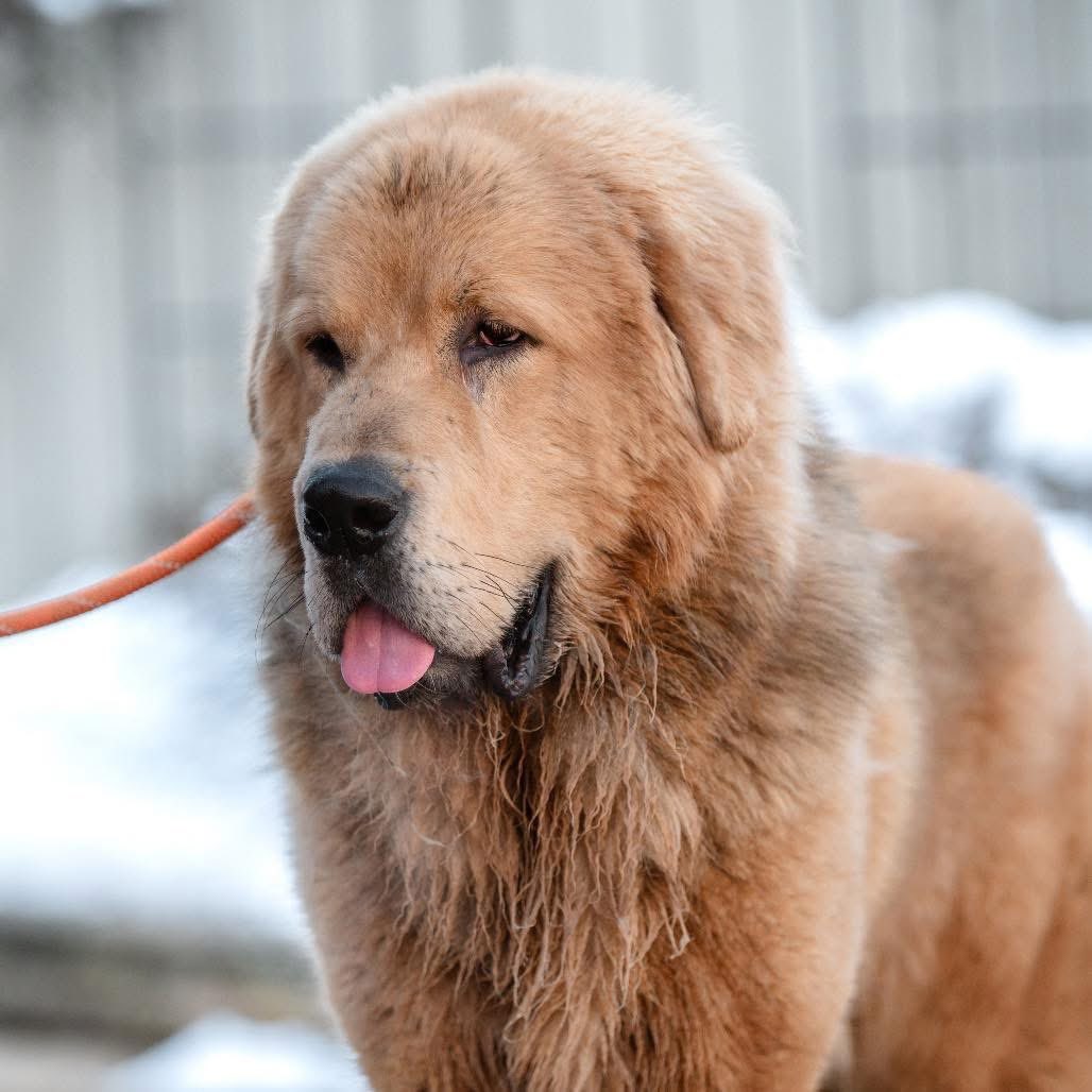 Sharing a post from the Phoenix Animal Rescue in Chester Springs, PA about sweet 1.5yo Mufasa - he’s a Tibetan Mastiff ♥️🥹 phoenixanimalrescue.com

Mufasa has survived more than any dog should ever have to endure , but the hardest part of his journey is the one he’s facing right