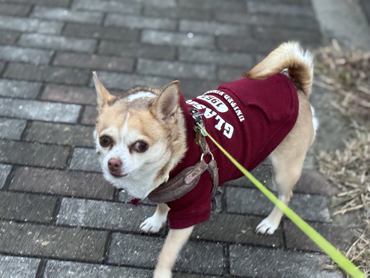 SHADOW'sえんちゃん tweet media