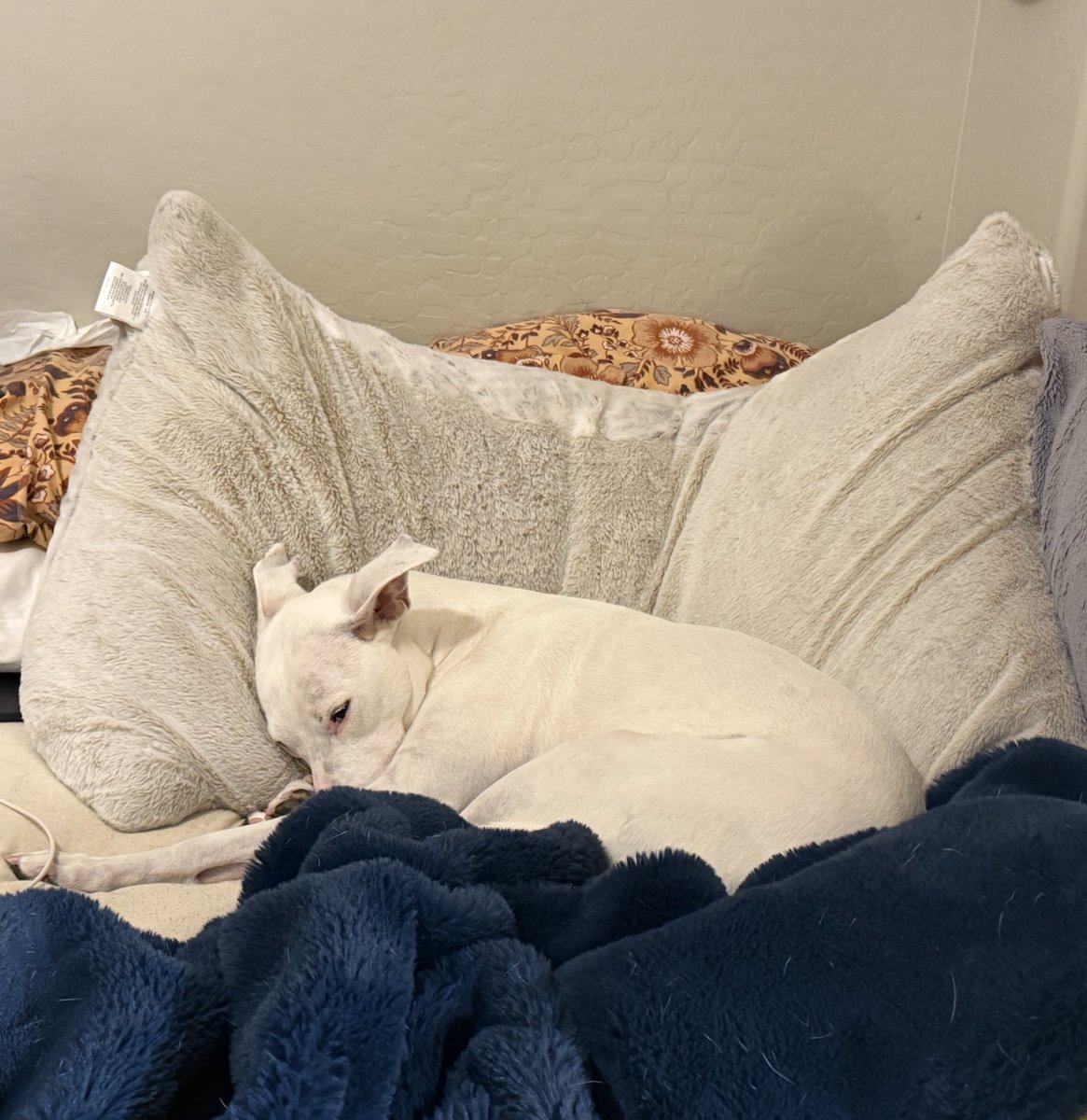 ᶜᵒᵘʳᵗ tweet media