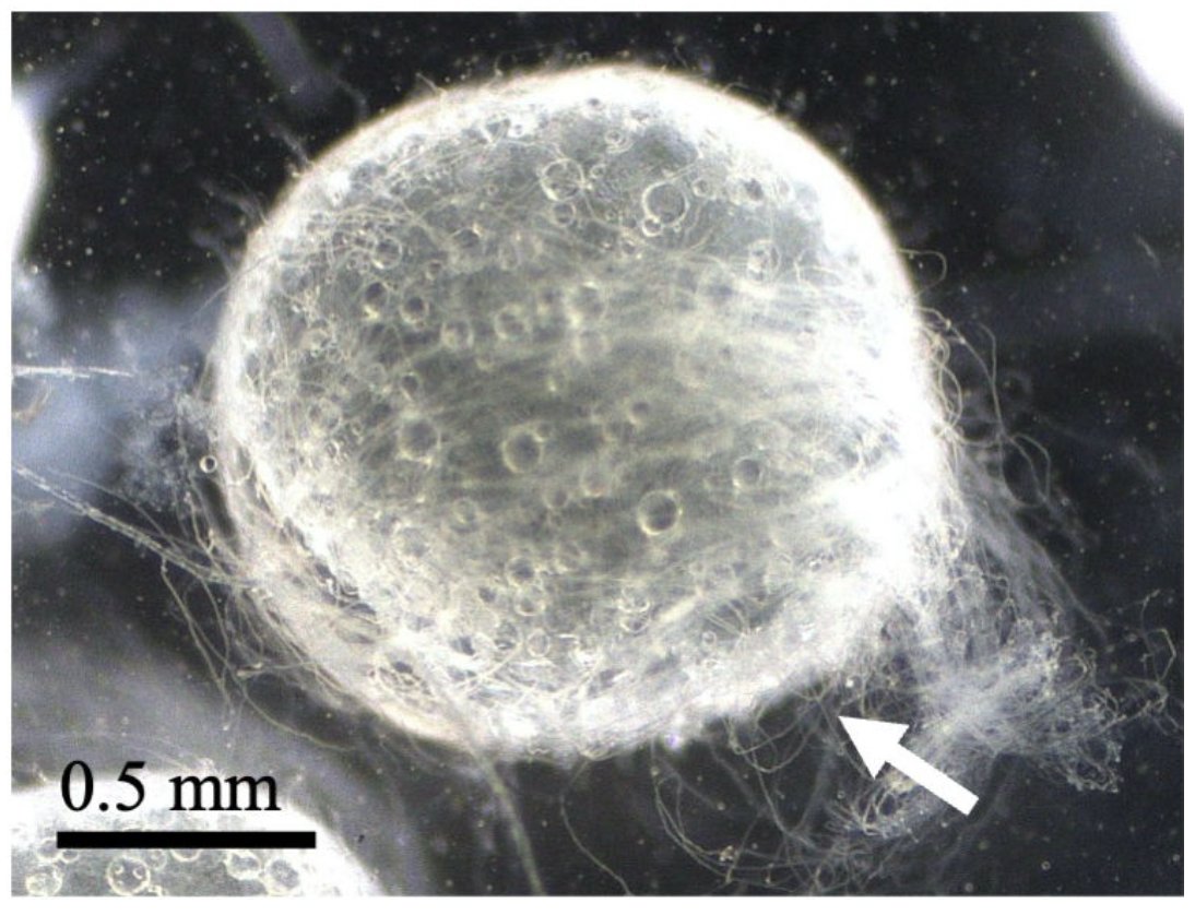 Laboratory of Animal Sociology, OMU, JPN tweet media