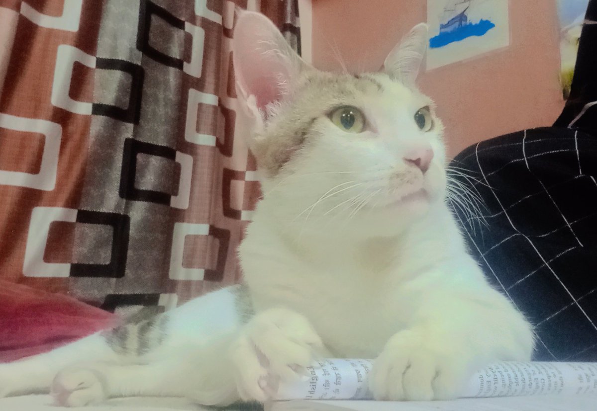 catsbeingcrazy's tweet photo. EXCUSE ME!!!

#cats #OffWhitexZeeNunew #CatsOfX #CatsOfTwitter #FYOPplus #fypviraltwitter #cattitude #catsbeingcrazy #x #v #stunned https://t.co/4qnVkjlkJE