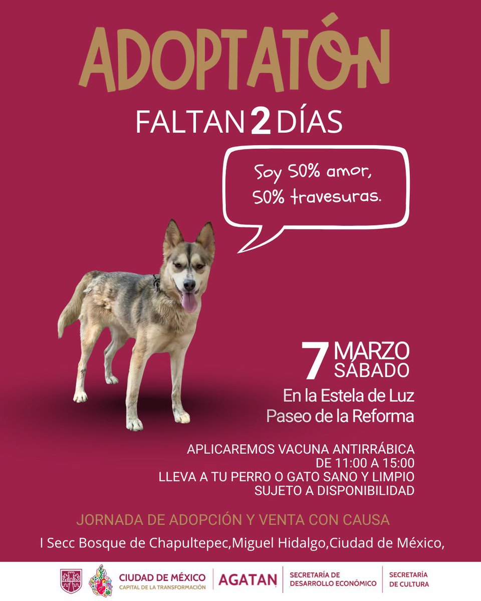 AgatanCdmx's tweet photo. Este sábado tendremos la segunda jornada del #AdoptatónCDMX  
Te esperamos para conocer  a nuestros perritos peregrinos 🩷🐾 
En la Estela de Luz de 10 am a 5 pm https://t.co/udBJT5l5V4