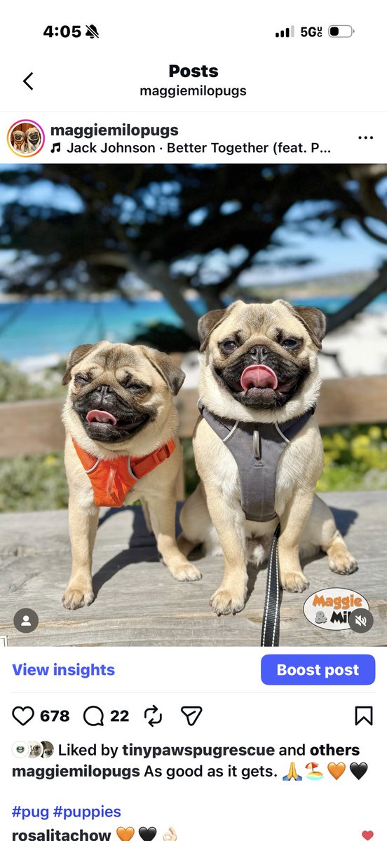 Maggie & Milo the Pugs tweet media