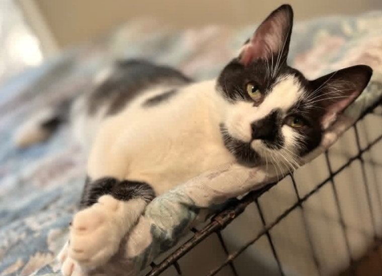 Ten-month-old Marble is patiently waiting for her forever home! She is a lovely black and white girl with cute markings-look at that nose! Come visit Marble, Saturdays and Sundays, 11 AM-3 PM.
