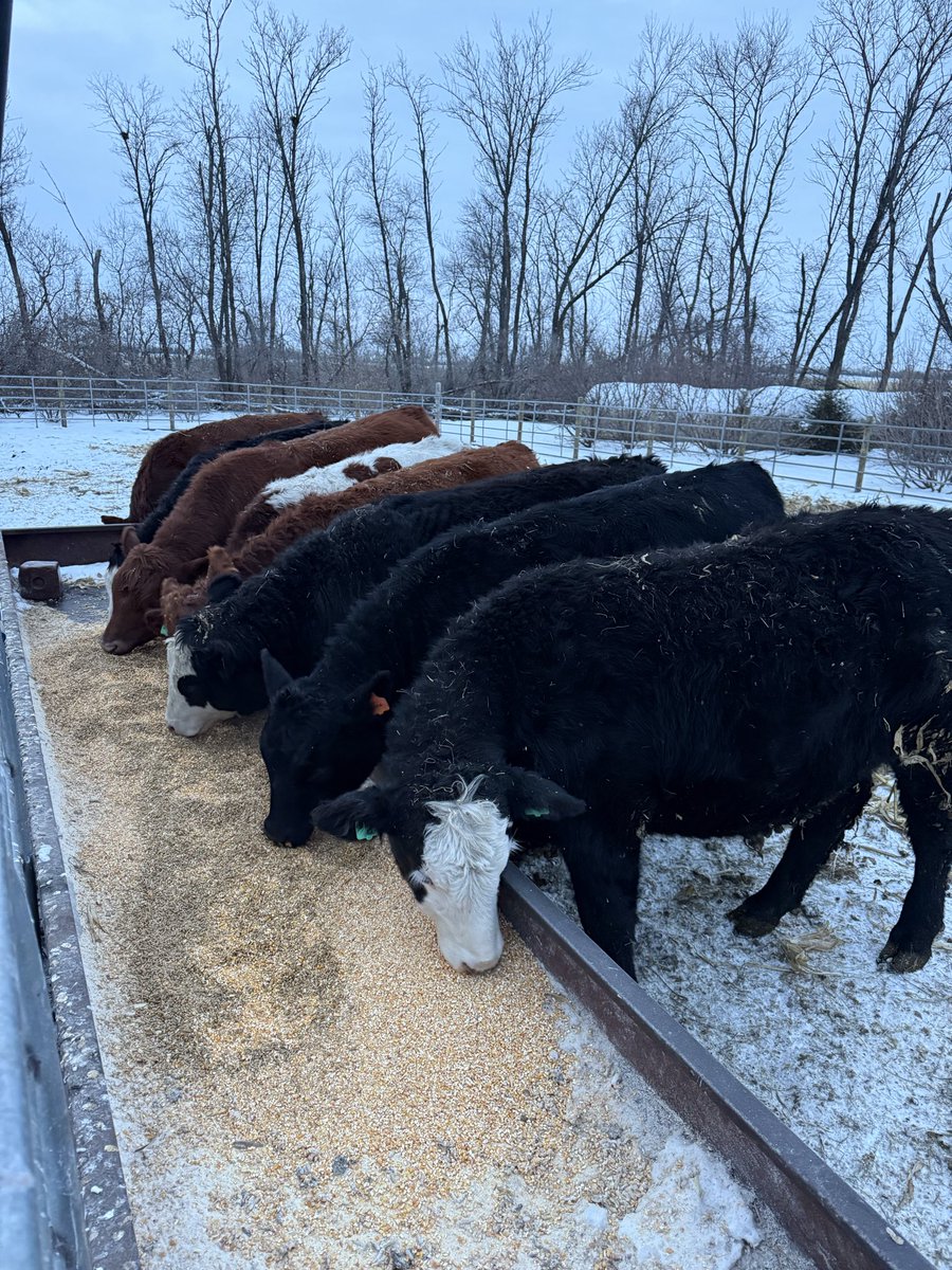 Ben Longlet 🇺🇸🌽🌱 tweet media