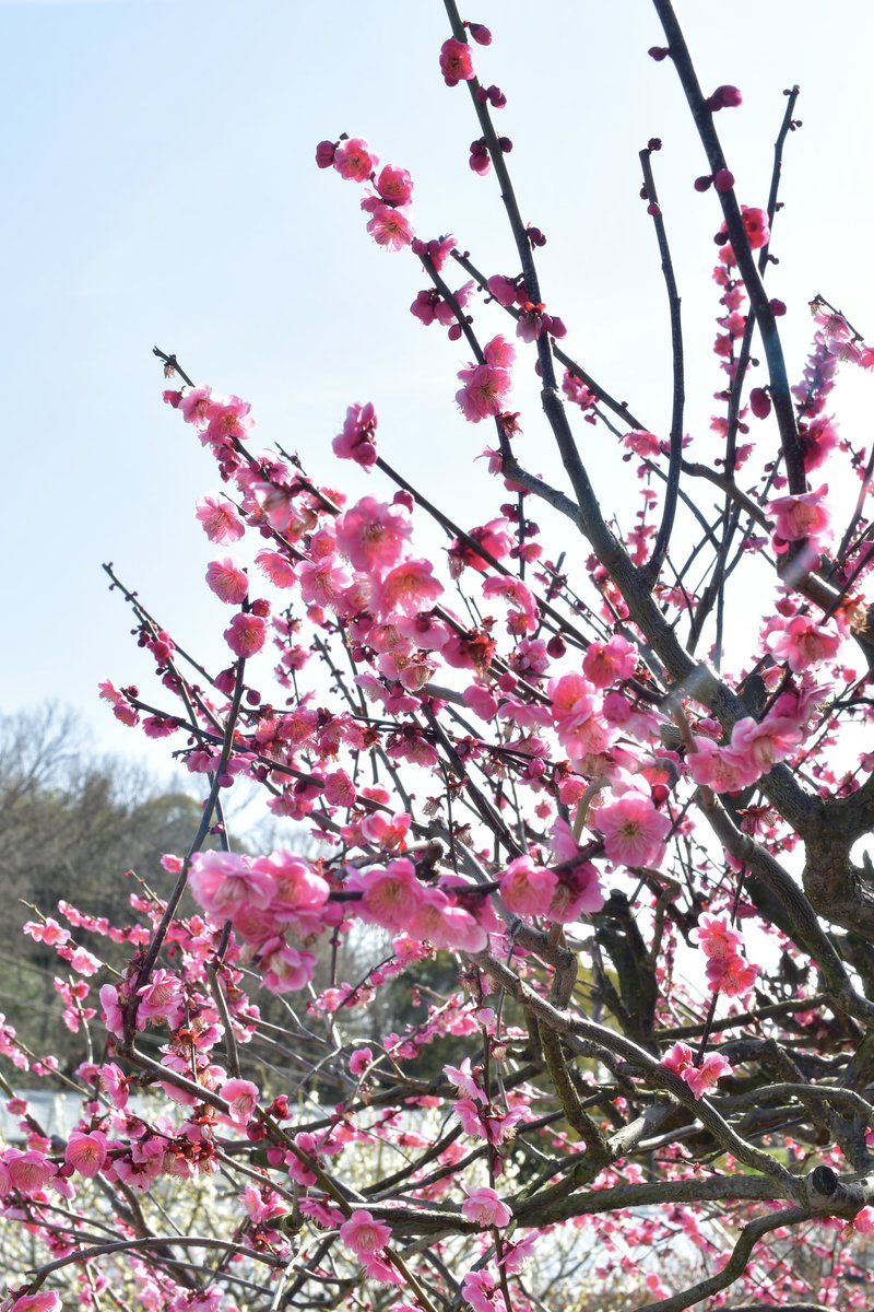 梅見に行ってきた
半分終わってて半分は満開って感じでしたよ

#SoylentGreen_dolls 
#シチリアの追憶