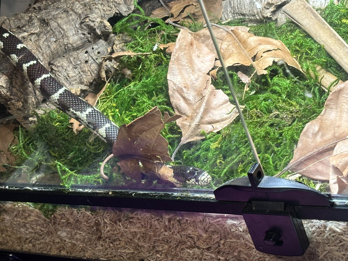 I love Ivy, my unknown gendered beloved