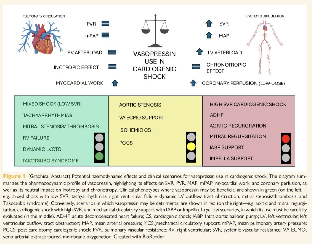 javier20ch's tweet photo. Vasopresina en Choque Cardiogénico. 🫀💥🧐⁉️
🔴La vasopresina es un vasopresor no adrenérgico que actúa principalmente sobre los receptores V1a del músculo liso vascular, aumentando la resistencia vascular sistémica y la PAM mediante vasoconstricción mediada por calcio intracelular. A diferencia de las catecolaminas, no estimula receptores β-adrenérgicos, por lo que no incrementa directamente el consumo de oxígeno miocárdico ni tiene efecto cronotrópico significativo.
🔴Un aspecto fisiológico relevante es que su efecto vasoconstrictor es menos pronunciado en la circulación pulmonar (por menor densidad de receptores V1a y liberación endotelial de óxido nítrico). Esto puede preservar el acoplamiento ventrículo derecho–arteria pulmonar, lo que resulta potencialmente beneficioso en pacientes con disfunción ventricular derecha o HP.
🔴Escenarios donde su uso podría ser beneficioso:
🔺️SC con baja resistencia vascular sistémica.
🔺️SC asociado a taquiarritmias.
🔺️SC post paro cardíaco.
🔺️Disfunción ventricular derecha aguda.
🔺️Obstrucción dinámica del tracto de salida del VI.
🔺️Síndrome de Takotsubo o estenosis aórtica grave.
🔴Dosis: 0.01-0.03 U/min (se puede añadir como segundo vasopresor, especialmente cuando los requerimientos de NE >0.3 µg/kg/min).

📄🆓️⤵️ @ESC_Journals 💯
https://t.co/07jkDqr55b
https://t.co/YnRYQbFnpI