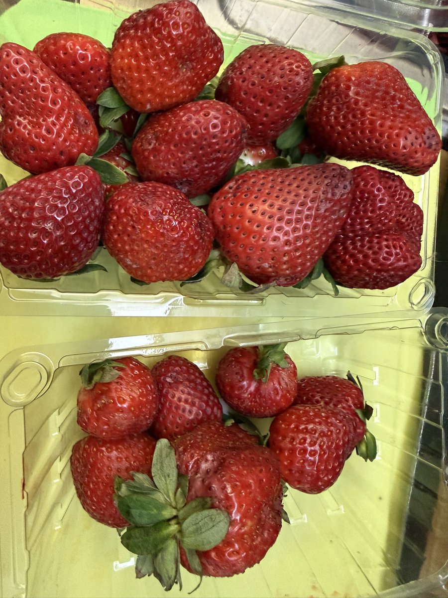 Hey <a href="/Publix/">Publix</a> <a href="/PublixHelps/">PublixHelps</a> - I could be wrong but I don’t think the strawberries I bought a day and a half ago should be rotting already, especially when kept properly stored. There’s literal FUZZ growing on the pack I just opened 30 seconds ago..