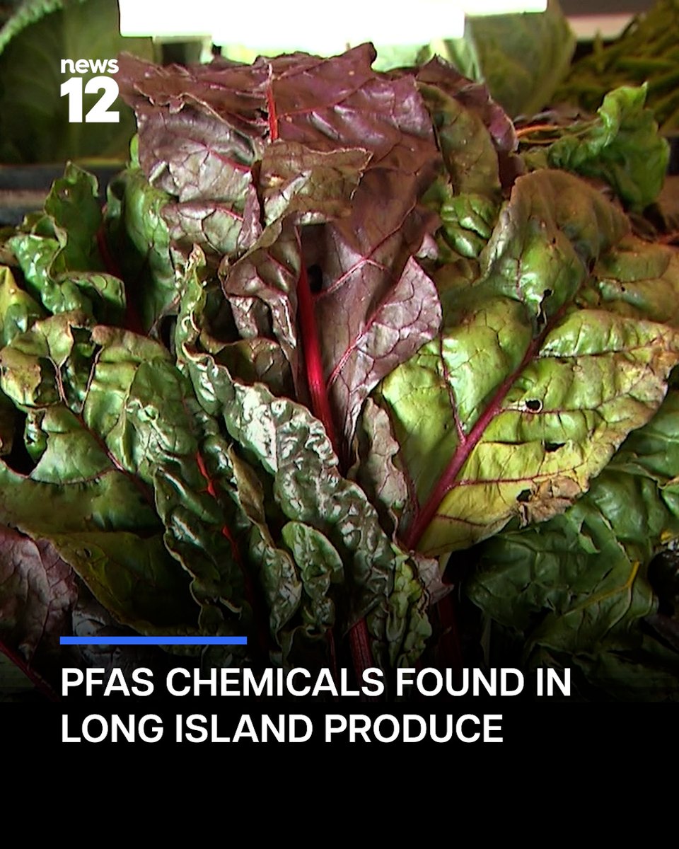 News12LI's tweet photo. HEALTH ALERT: #StonyBrookUniversity, PEER and #CitizensCampaign for the Environment tested produce from 8 Long Island farms in 2025. The group looked at 23 vegetables, including lettuce, carrots and beets, and discovered PFAS in every sample.
#News12
https://t.co/KpsupxzaQw https://t.co/hA4MeOYMPg