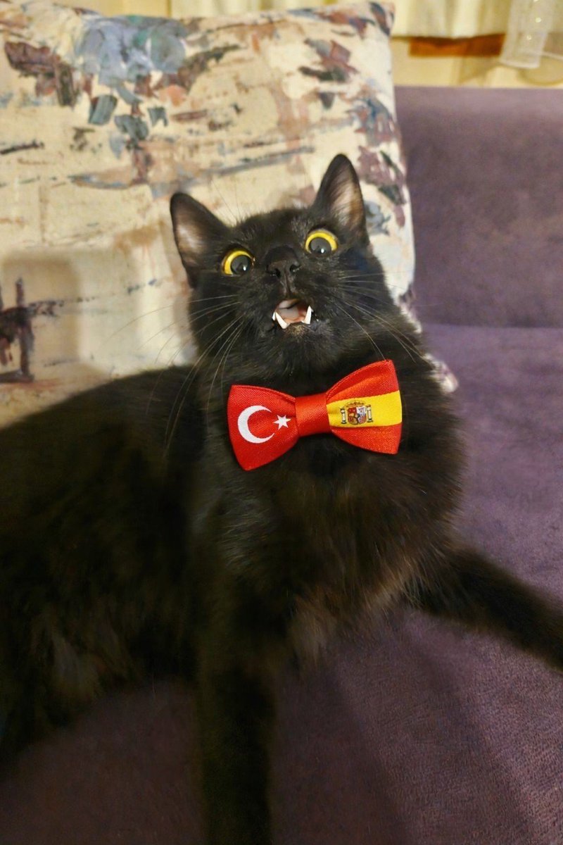 Sí,amigos.Españoles y turcos ya se conocieron;ahora toca presentar gatos,perros,pájaros o cualquier animal que tengan.Bajo este tweet presentemos a los peludos de España y Turquía.Cuenten sus historias y espero fotos!Soy Meyvis, vampira de Turquía y ahora también de España🇹🇷🦇🇪🇸