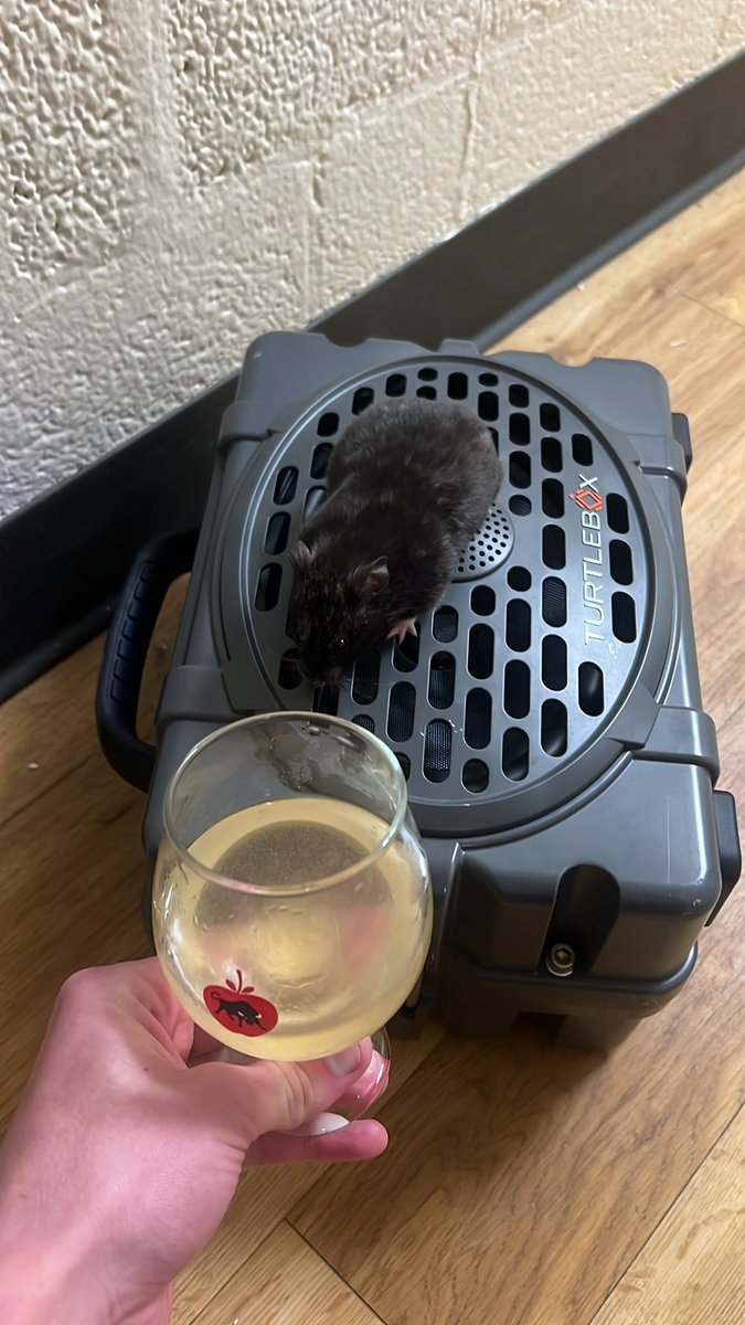 Jayden “Hog Cranker” Daniels tweet media