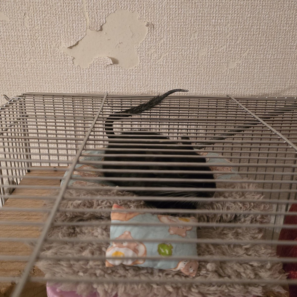 新しい尻尾のはみ出し方？
ぴろりーんってしてて可愛い。