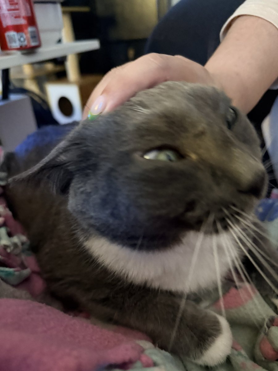 MeatloafTheHam's tweet photo. Gotcha day burger https://t.co/io4DbWfcot
