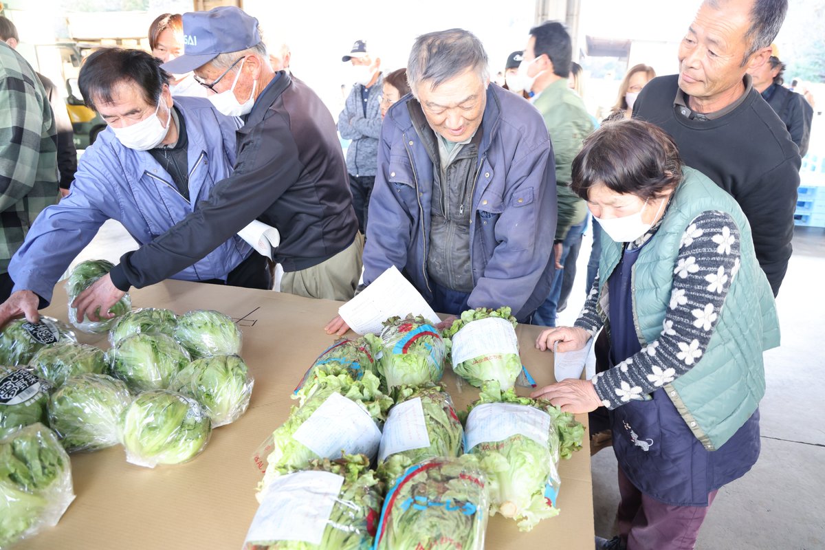 出荷最盛期を目前に、春レタスの目揃会を行いました✨
現在、生育は順調です！
新鮮で安全・安心なレタスをお届けします🎵

#レタス　#サニーレタス　#新鮮　#JA　#ＪＡ　#ja　#農協　#JAおやま　#ＪＡおやま