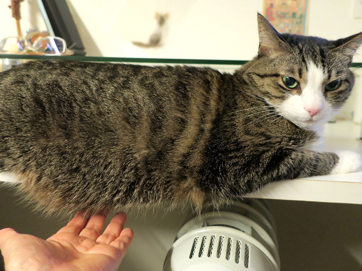 たらさわみち tweet media