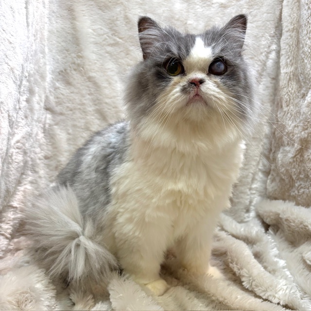 しあわせにゃんこ (@shiawasenyan_22) / Posts / X