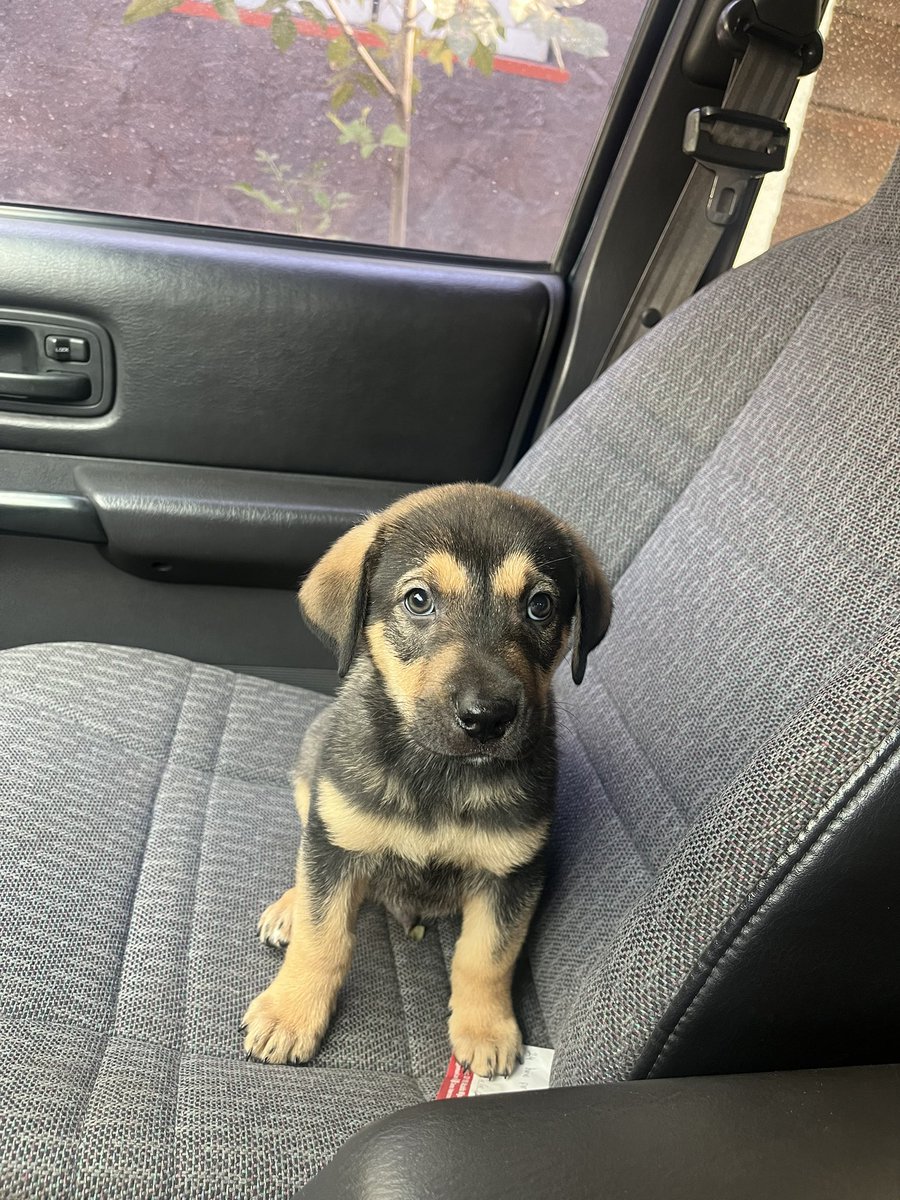 nicolás tweet media