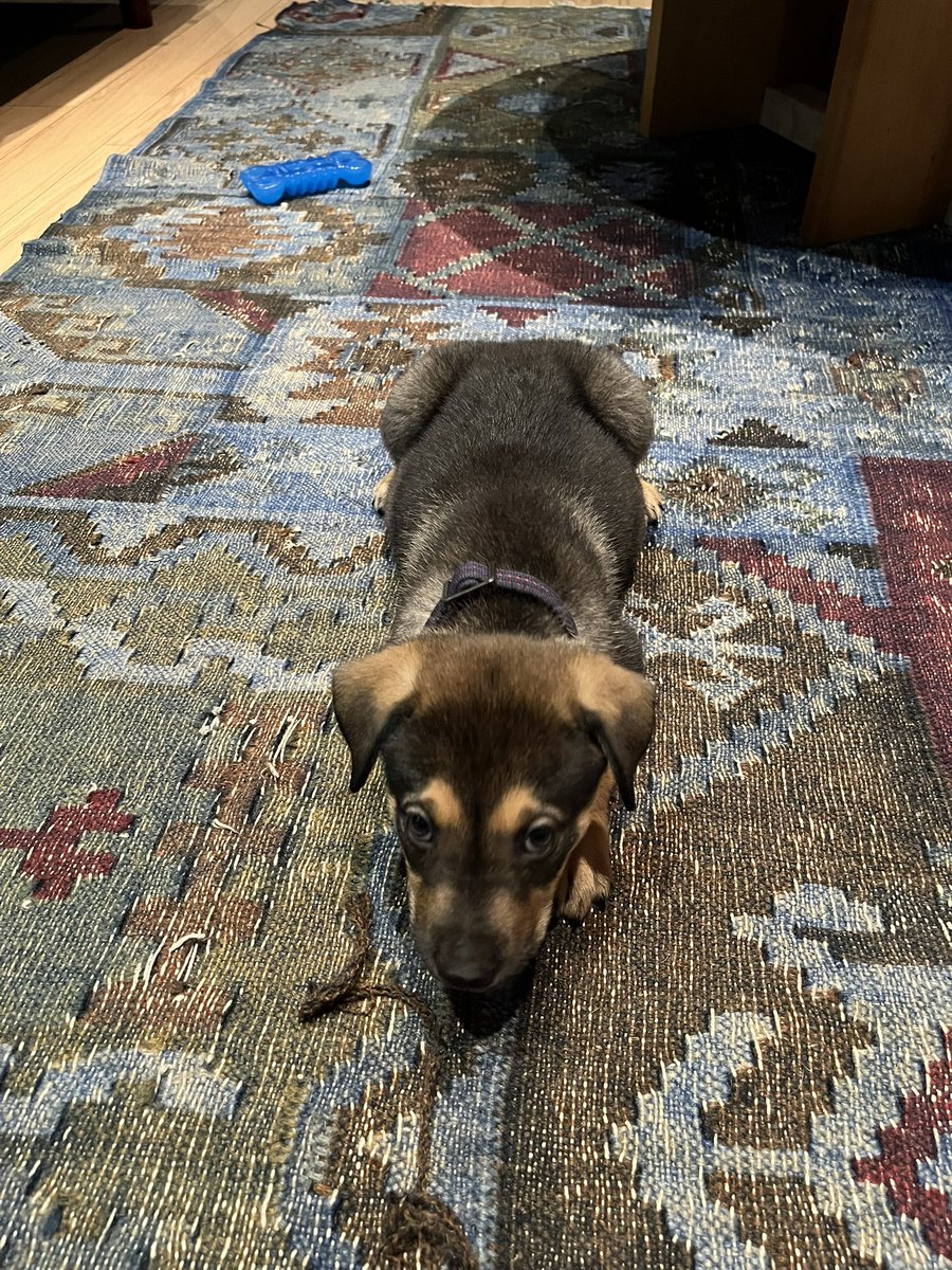 nicolás tweet media