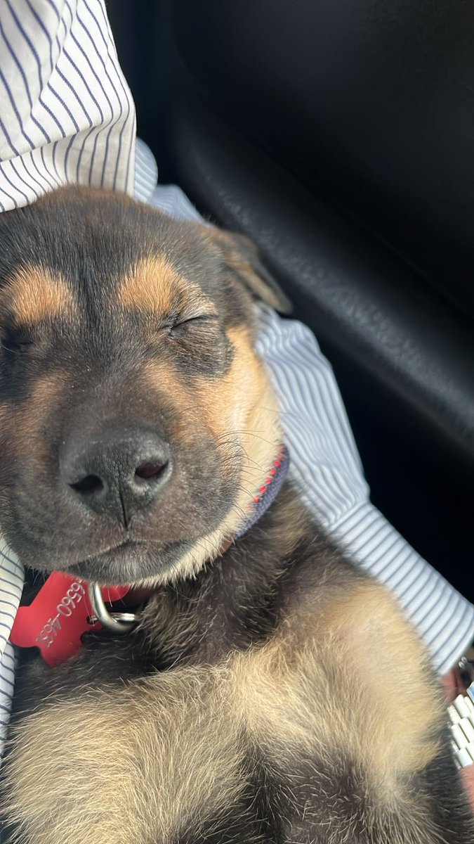 nicolás tweet media