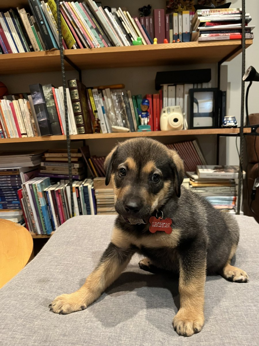 nicolás tweet media