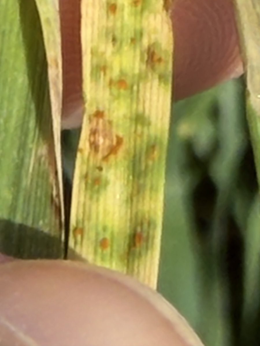 Tom Allen tweet media